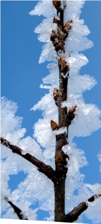 Cristaux de givre